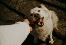 Nuevo Proyecto de Ley Busca Endurecer Sanciones por Maltrato Animal en la Provincia de Buenos Aires