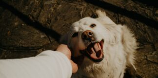 Nuevo Proyecto de Ley Busca Endurecer Sanciones por Maltrato Animal en la Provincia de Buenos Aires