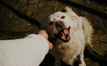 Nuevo Proyecto de Ley Busca Endurecer Sanciones por Maltrato Animal en la Provincia de Buenos Aires