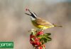 Crea un Jardín que Atraiga Aves Durante Todo el Año: Consejos Esenciales