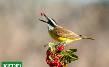Crea un Jardín que Atraiga Aves Durante Todo el Año: Consejos Esenciales
