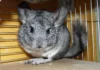 Chinchilla: El Roedor Más Suave del Mundo en Peligro de Extinción