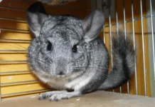 Chinchilla: El Roedor Más Suave del Mundo en Peligro de Extinción