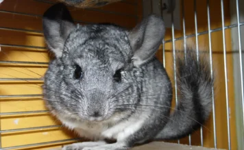 Chinchilla: El Roedor Más Suave del Mundo en Peligro de Extinción