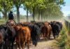 El Campo Cordobés Exige la Eliminación de Tasas por Guías de Hacienda