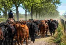 El Campo Cordobés Exige la Eliminación de Tasas por Guías de Hacienda