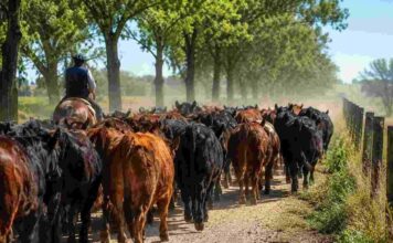 El Campo Cordobés Exige la Eliminación de Tasas por Guías de Hacienda
