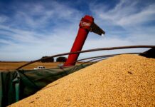 El agro argentino liquidó US$2.750 millones en agosto, pero cae un 12% en el acumulado anual