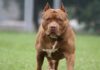 Nuevo Proyecto de Ley Busca Regular la Tenencia de Perros Peligrosos Tras Caso Trinidad