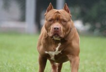 Nuevo Proyecto de Ley Busca Regular la Tenencia de Perros Peligrosos Tras Caso Trinidad