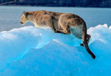 Descubre al Puma: El Rey de las Montañas de América