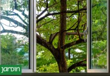 Los Secretos para Elegir el Árbol Perfecto para tu Jardín