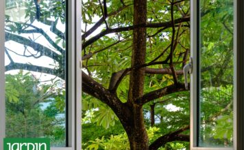 Los Secretos para Elegir el Árbol Perfecto para tu Jardín