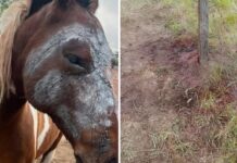 Brutal ataque a una yegua en un campo: la justicia investiga posibles vínculos con un conflicto previo
