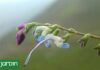 Descubren una nueva especie de planta en los Andes peruanos en honor a Lionel Messi