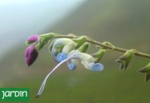 Descubren una nueva especie de planta en los Andes peruanos en honor a Lionel Messi