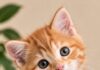 Las Sorprendentes Maneras en que los Gatos Demuestran su Afecto