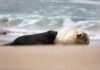 Alfredito, el elefante marino que cautiva en las playas argentinas