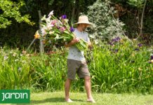 Lirios de Louisiana: La explosión floral que transforma el jardín en primavera