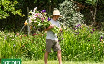 Lirios de Louisiana: La explosión floral que transforma el jardín en primavera
