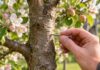 El curioso truco de Mariluz del Campo para hacer que los árboles frutales den más frutos