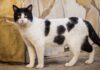 ¿Por qué tu gato frota su cabeza contra tus piernas? Un veterinario lo explica