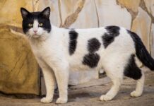 ¿Por qué tu gato frota su cabeza contra tus piernas? Un veterinario lo explica