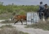 Éxito en la liberación del aguará guazú rescatado en Córdoba