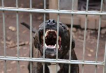 Tragedia en Moreno: Un pitbull ataca y mata a un niño de 4 años