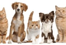 La Legislatura Porteña Aprueba Servicio Público para el Cuidado de Mascotas