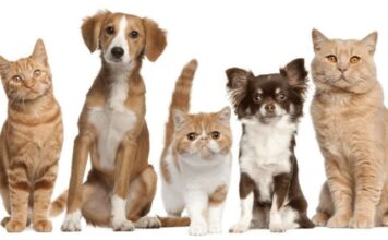 La Legislatura Porteña Aprueba Servicio Público para el Cuidado de Mascotas
