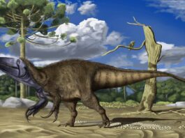 Descubren una nueva especie de dinosaurio carnívoro en la Patagonia: el Rinconraptor pipoae