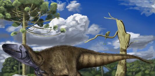 Descubren una nueva especie de dinosaurio carnívoro en la Patagonia: el Rinconraptor pipoae