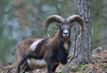 El Muflón: De Oveja Salvaje a Amenaza Ecológica en Tenerife