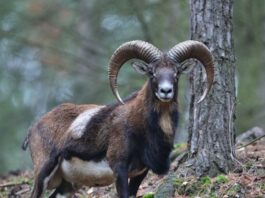El Muflón: De Oveja Salvaje a Amenaza Ecológica en Tenerife