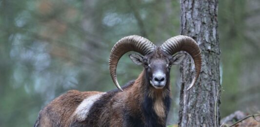 El Muflón: De Oveja Salvaje a Amenaza Ecológica en Tenerife