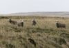 Malvinas: La Conexión Rurales que Une Islas y Patagonia
