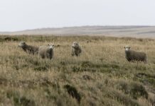 Malvinas: La Conexión Rurales que Une Islas y Patagonia