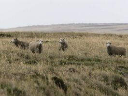 Malvinas: La Conexión Rurales que Une Islas y Patagonia