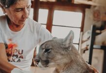 Una vida por los pumas: la historia de Kai Pacha, la activista que se convirtió en guía de los felinos