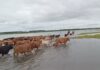 El Niño: Un Fenómeno Climático con Impacto Desigual en Argentina