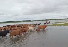 El Niño: Un Fenómeno Climático con Impacto Desigual en Argentina