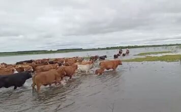 El Niño: Un Fenómeno Climático con Impacto Desigual en Argentina
