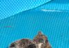 Un heroicismo inesperado: rescatan a madre koala y su cría de una pileta