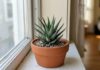 Descubre la Planta Cebra: La Suculenta Ideal para Decorar tu Hogar