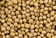 Argentina Resiste la Caída de Precios en Chicago: Un Análisis del Mercado Agrícola