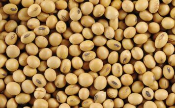 Argentina Resiste la Caída de Precios en Chicago: Un Análisis del Mercado Agrícola