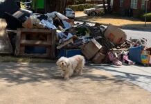 Una perrita llamada Treasure espera tres días a su familia abandonada en Texas