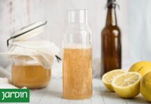 Primavera en la cocina: Potencia tus platos con fermentados y germinados
