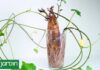 Transforma tu batata en un jardín: Cultivo sencillo desde la cocina